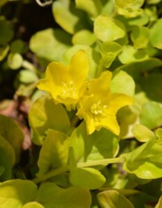 Lysimachia nummularia Aurea - Fleurs