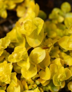 Lysimachia nummularia Aurea - Fleurs