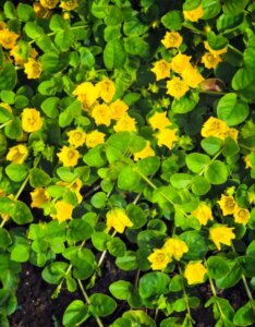 Lysimachia nummularia - Vue d'ensemble