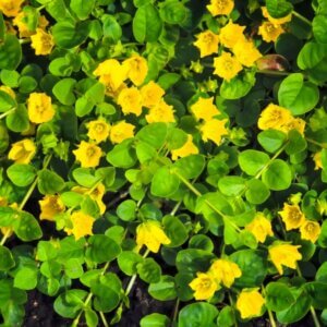 Lysimachia nummularia - Vue d'ensemble