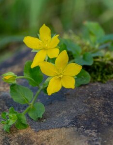 Lysimachia nummularia - Fleurs