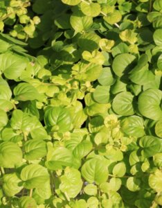 Lysimachia nummularia - Vue d'ensemble