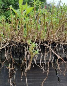 Mentha cervina - Vue d'ensemble