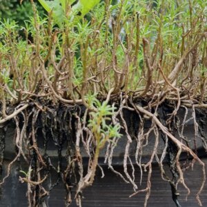 Mentha cervina - Vue d'ensemble