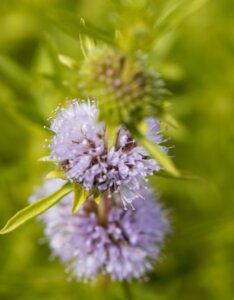 Mentha cervina - Fleurs
