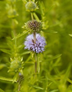 Mentha cervina - Fleur