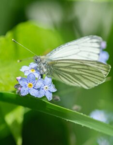 Myosotis palustris - Papillon sur une fleur