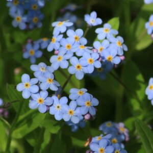 Myosotis palustris - Vue d'ensemble