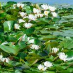 Nymphaea alba - Vue d'ensemble