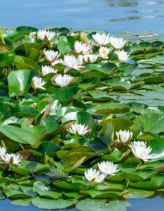 Nymphaea alba - Vue d'ensemble