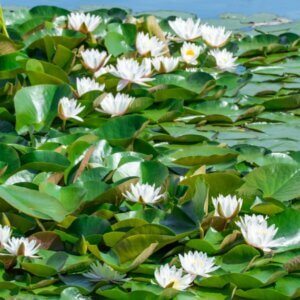 Nymphaea alba - Vue d'ensemble