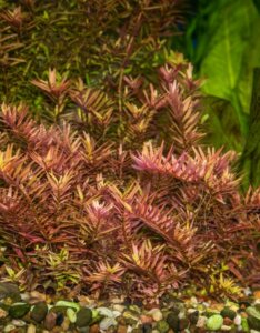 Rotala indica - Plante