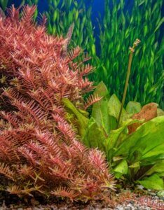 Rotala indica - Vue d'ensemble