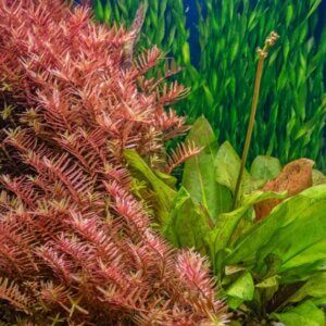 Rotala indica - Vue d'ensemble