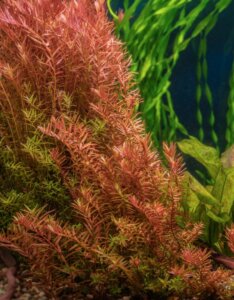 Rotala indica - Vue d'ensemble