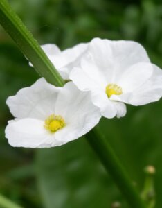 Sagittaria graminea - Fleurs