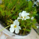 Sagittaria graminea - Vue d'ensemble