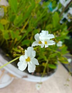 Sagittaria graminea - Vue d'ensemble