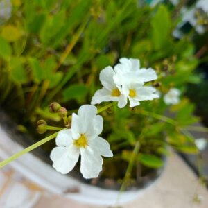 Sagittaria graminea - Vue d'ensemble
