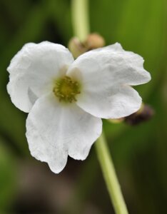 Sagittaria graminea - Fleur