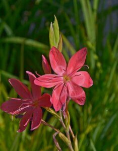 Schizostylis coccinea - Fleur