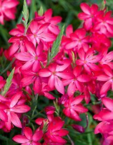Schizostylis coccinea - Vue d'ensemble