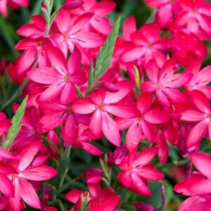 Schizostylis coccinea - Vue d'ensemble