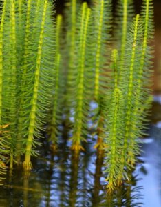 Hippuris vulgaris - Vue d'ensemble