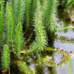 Hippuris vulgaris - Vue d'ensemble