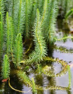 Hippuris vulgaris - Vue d'ensemble