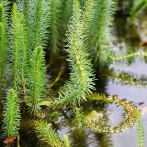 Hippuris vulgaris - Vue d'ensemble