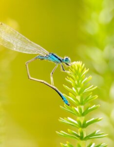 Hippuris vulgaris - Plante avec insecte