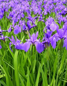 Iris laevigata - Vue d'ensemble