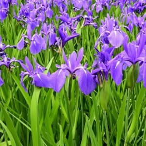 Iris laevigata - Vue d'ensemble