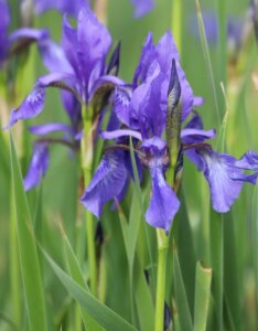 Iris laevigata - Fleurs
