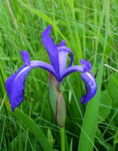 Iris laevigata - Fleur