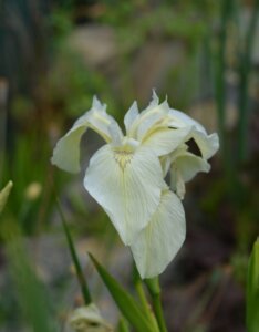 Iris pseudacorus Alba - Fleur