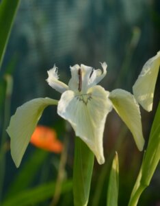 Iris pseudacorus Alba - Fleur