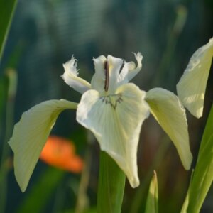 Iris pseudacorus Alba - Fleur