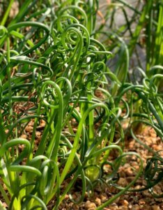 Juncus effusus Spiralis - Plante