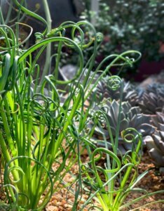 Juncus effusus Spiralis - Vue d'ensemble