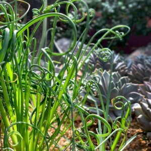 Juncus effusus Spiralis - Vue d'ensemble