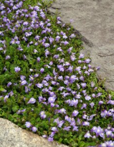 Mazus reptans - Vue d'ensemble