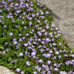 Mazus reptans - Vue d'ensemble