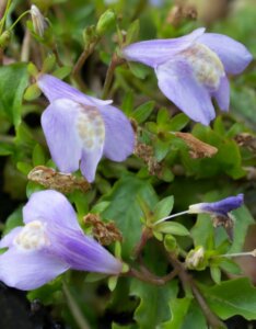 Mazus reptans - Fleurs