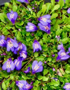 Mazus reptans - Fleurs