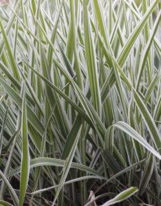 Phalaris arundinacea Picta - Vue d'ensemble