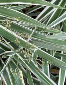 Phalaris arundinacea Picta - Feuillage