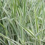 Phalaris arundinacea Picta - Vue d'ensemble