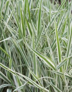 Phalaris arundinacea Picta - Vue d'ensemble